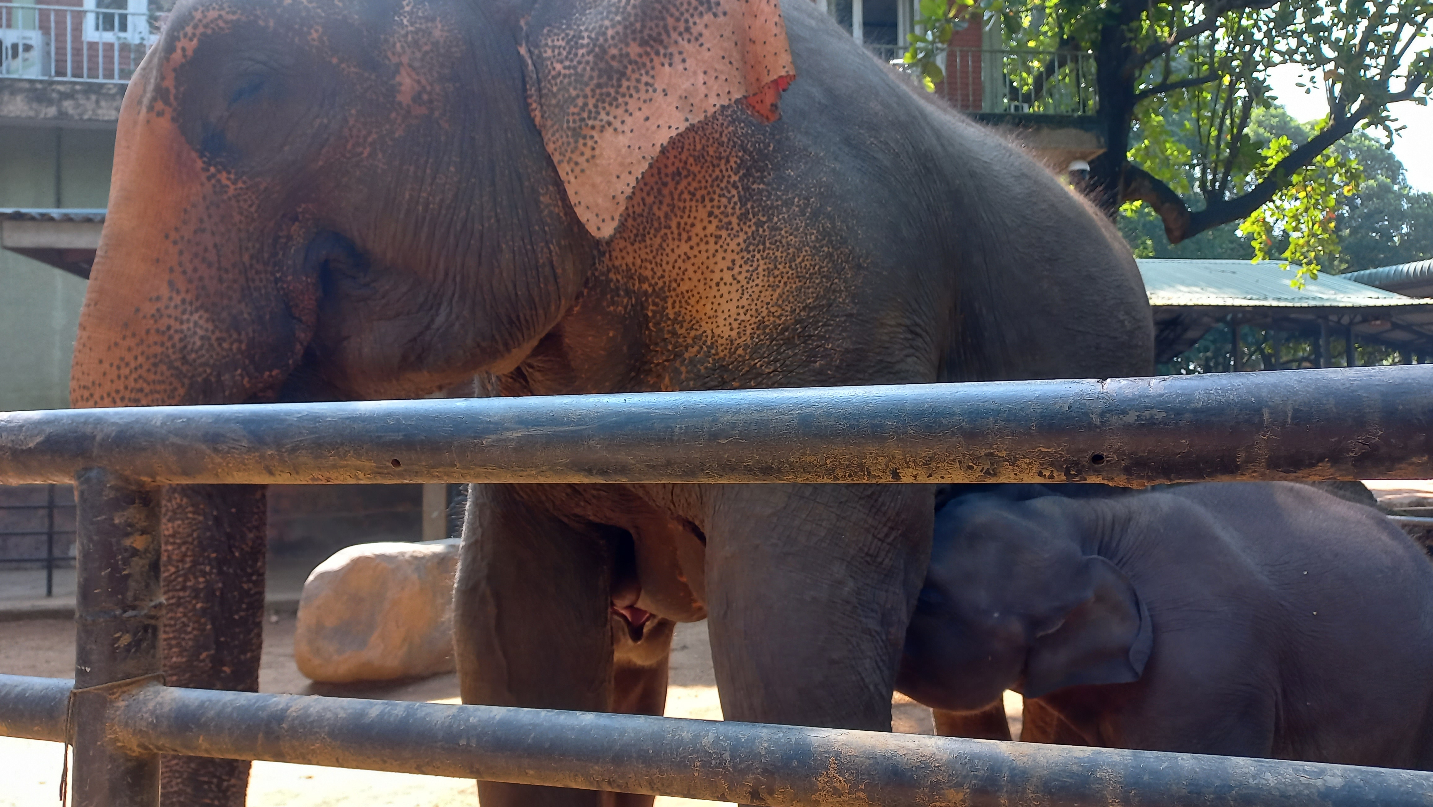 Elephants in Sri Lanka