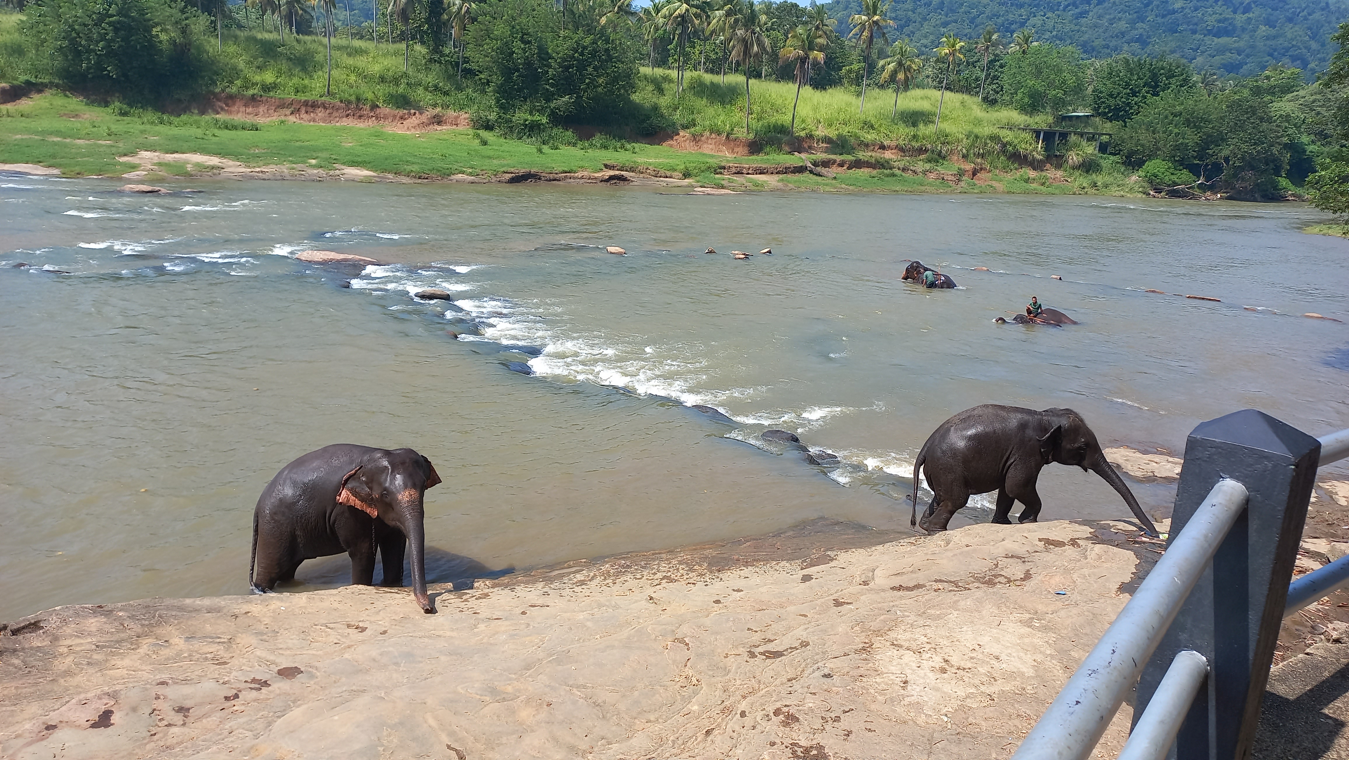 Pinnawala Elephant Orphanage